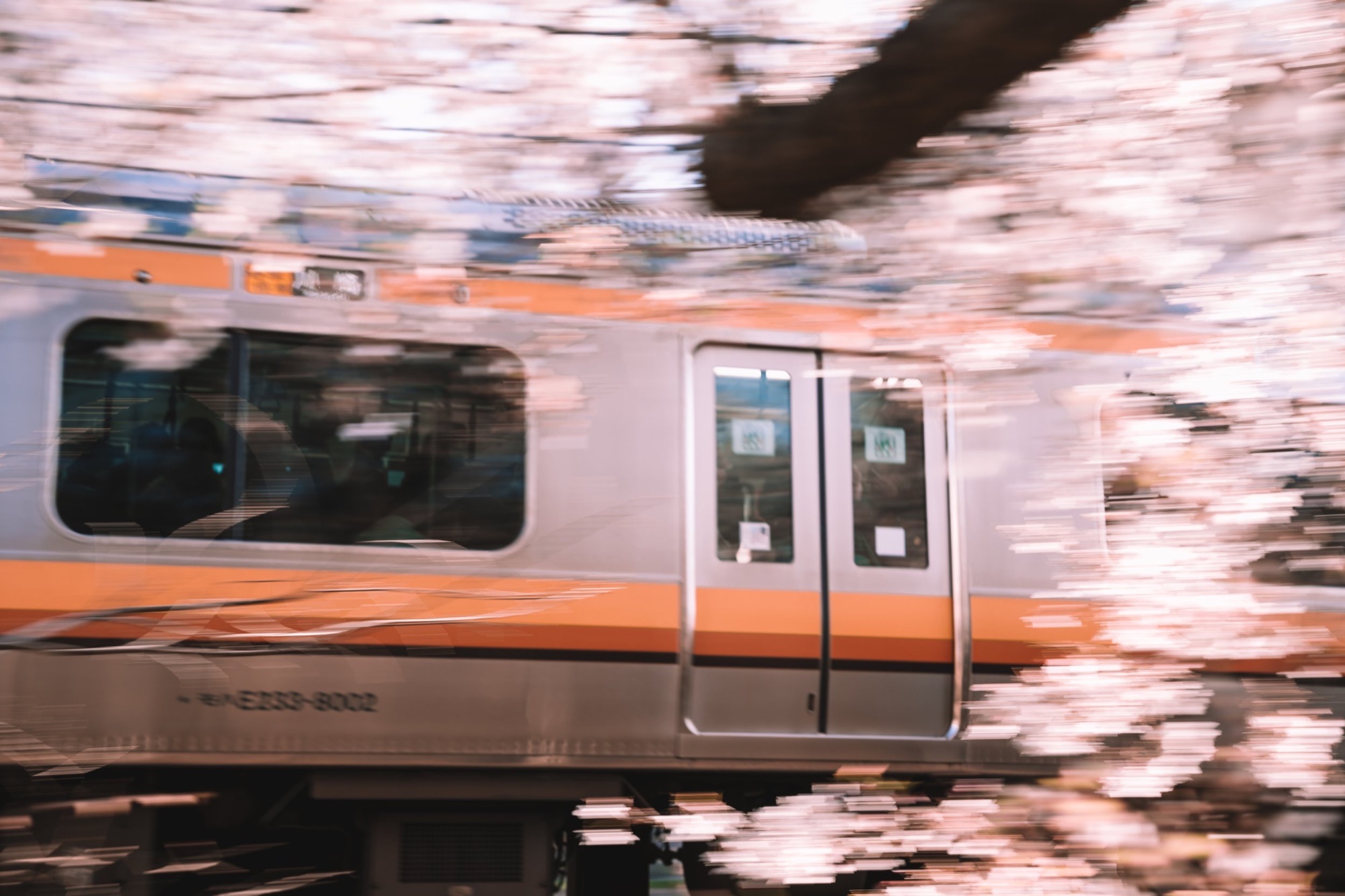 TokyoSakura2026_SSS09452.jpg
