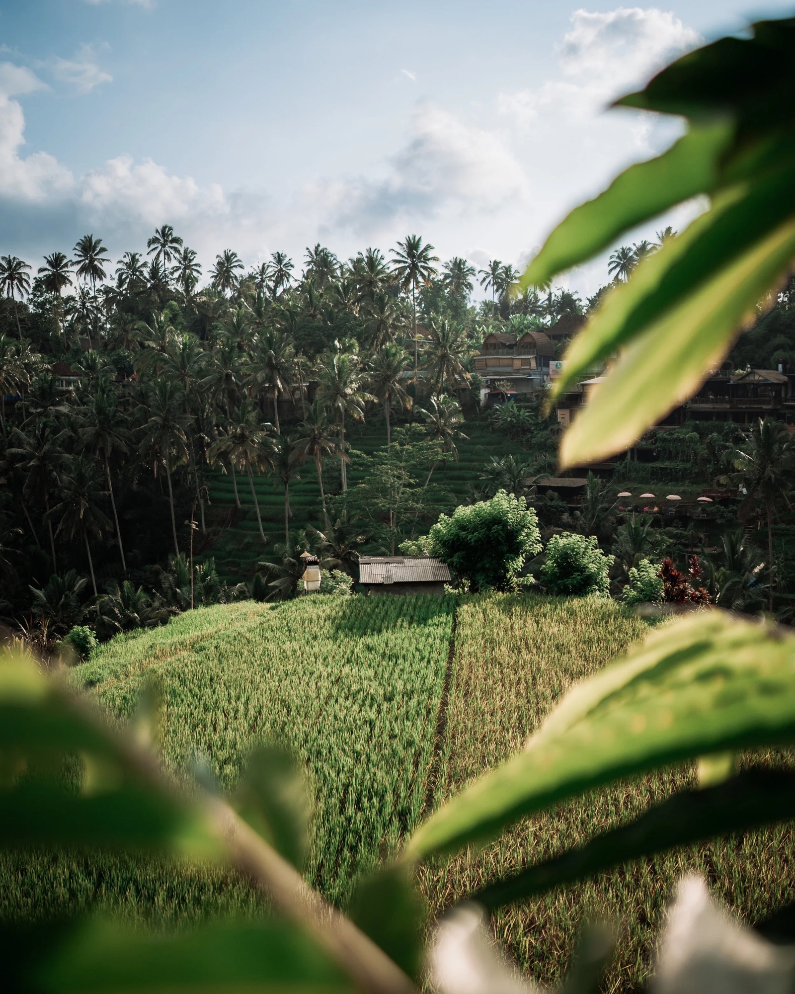 Jungle Hut Greens.jpg