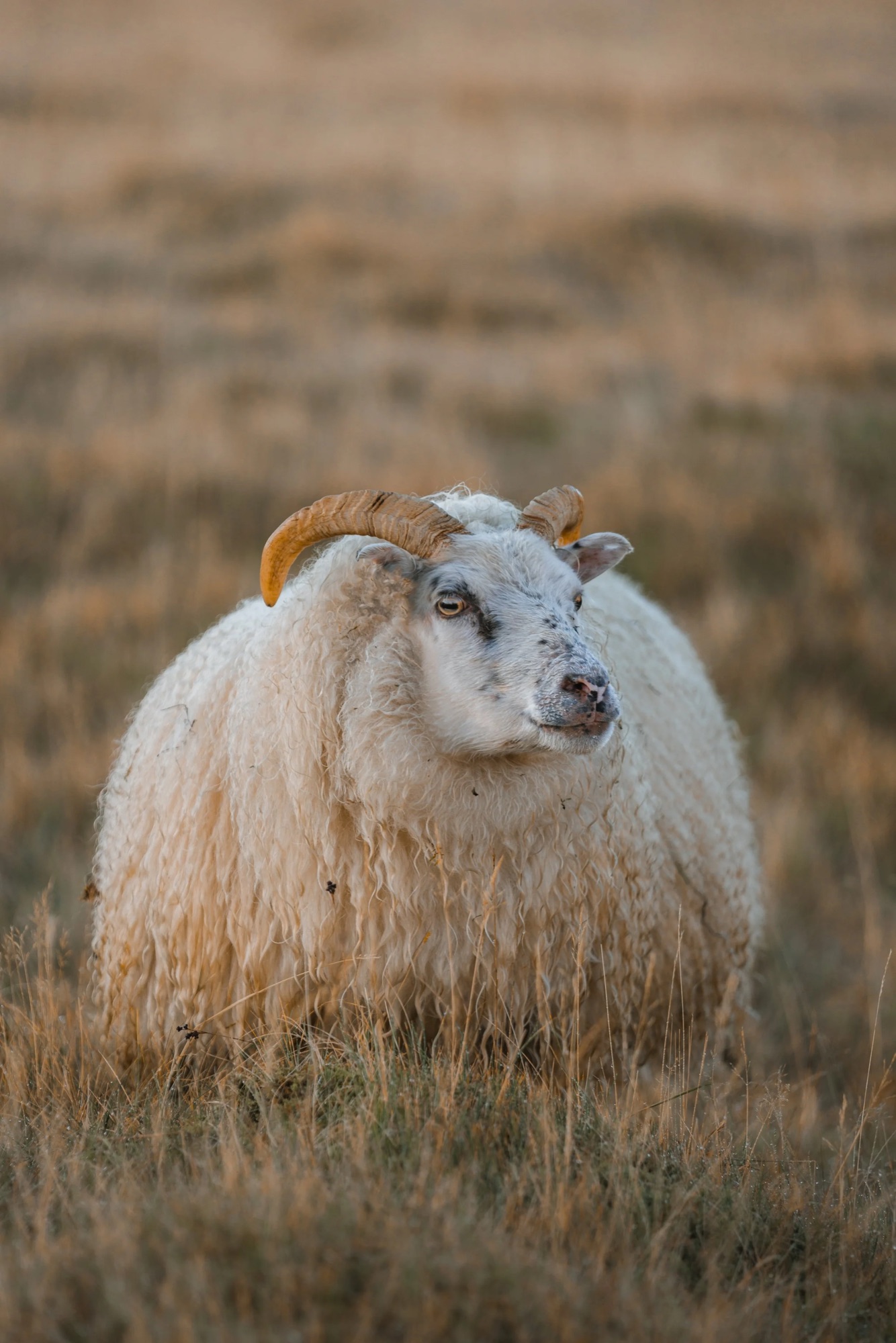spenser-sembrat-HuJsd762Ka0-unsplash.jpg