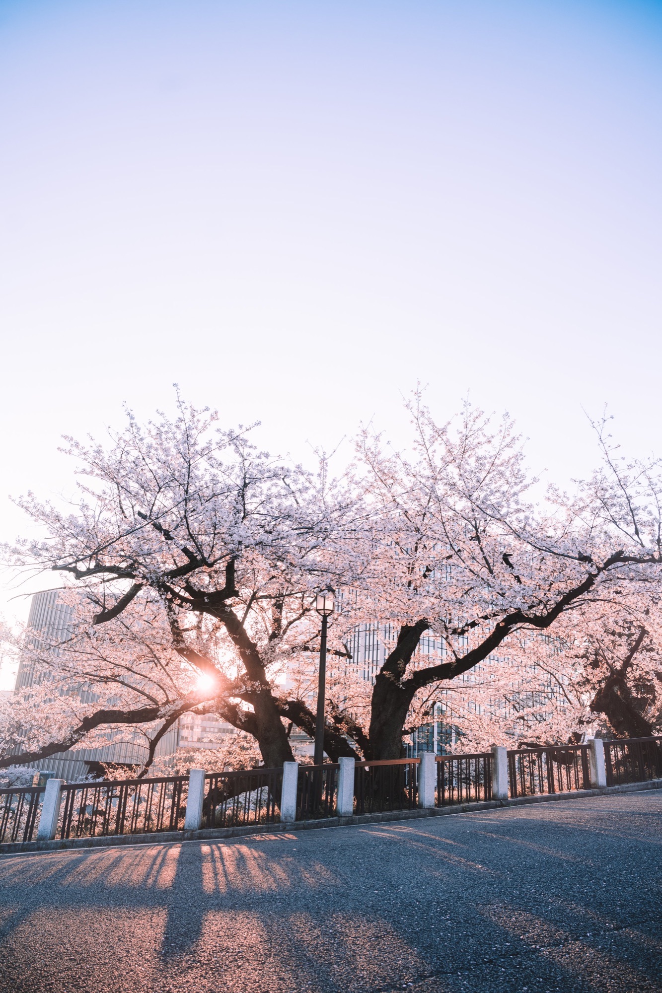 TokyoSakura2026_SSS09302-Edit.jpg