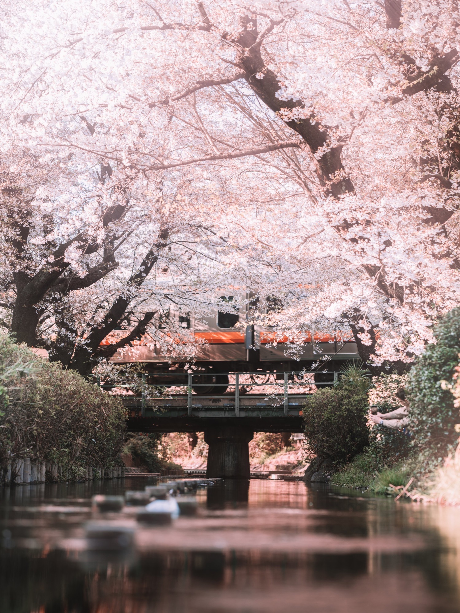 TokyoSakura2026_SSS09601-Edit.jpg