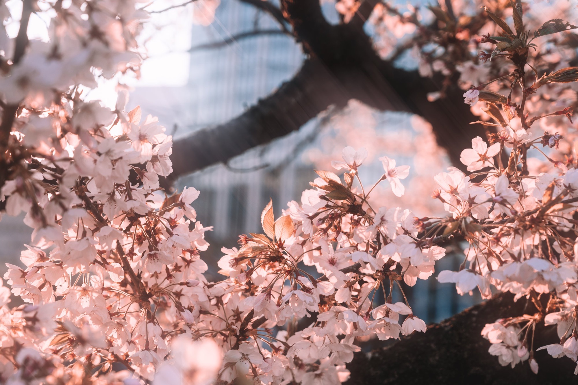 TokyoSakura2026_SSS09318-Edit.jpg