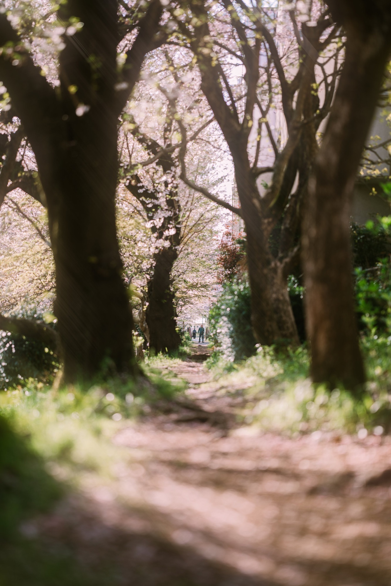 TokyoSakura2026_SSS09817-Edit.jpg