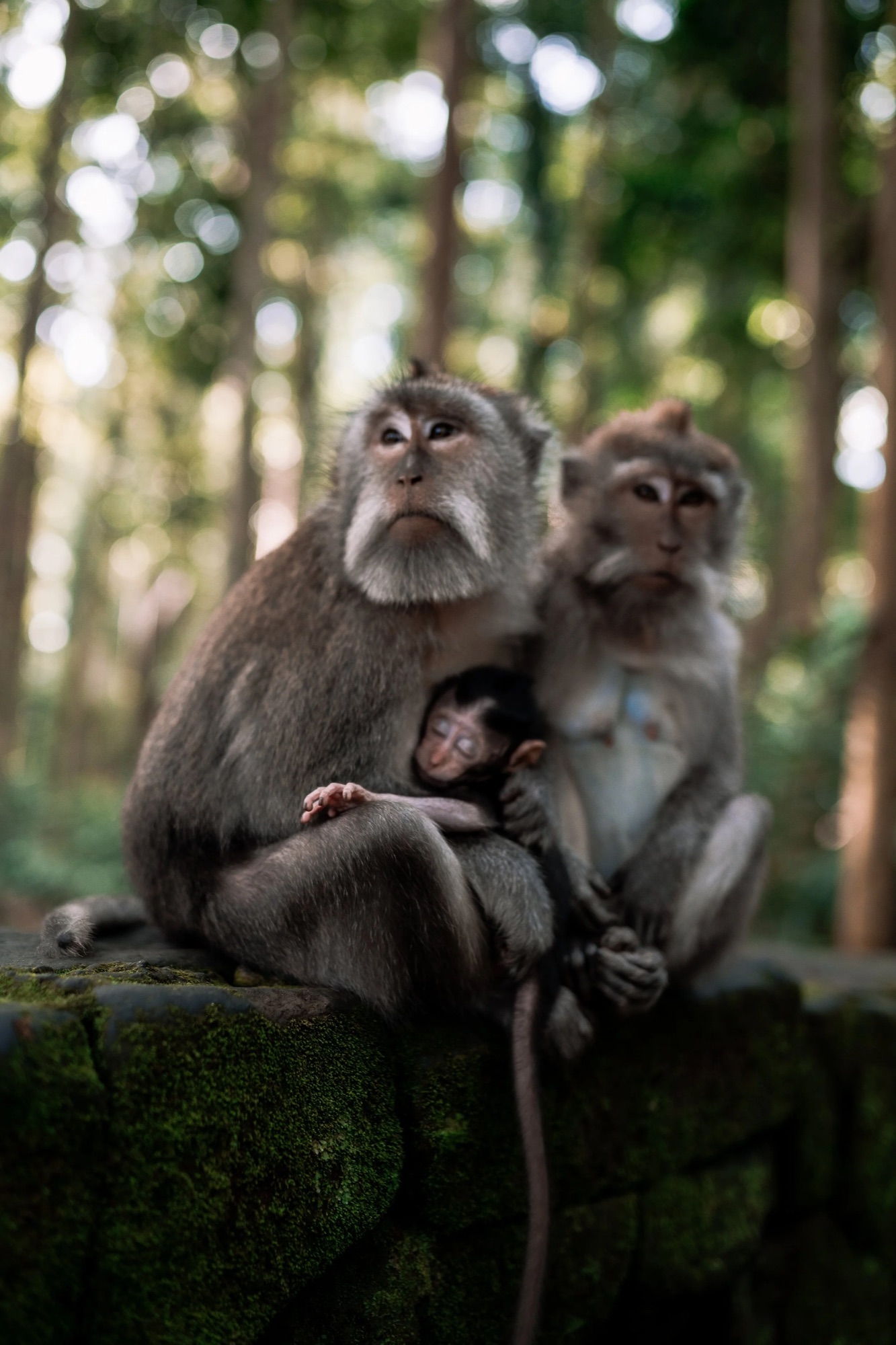 Ubud Monkey Family-2.jpg