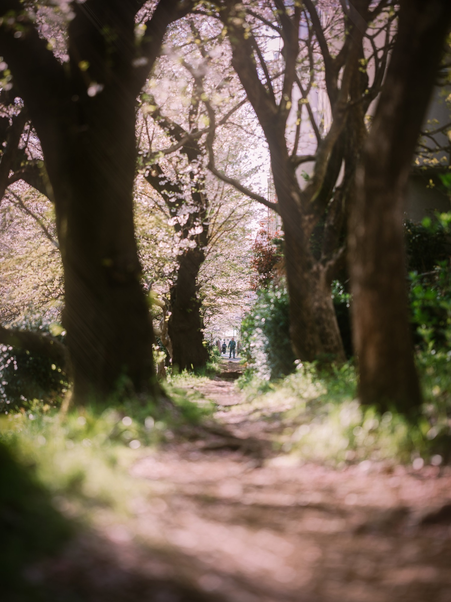 TokyoSakura2026_SSS09817-Edit.jpg