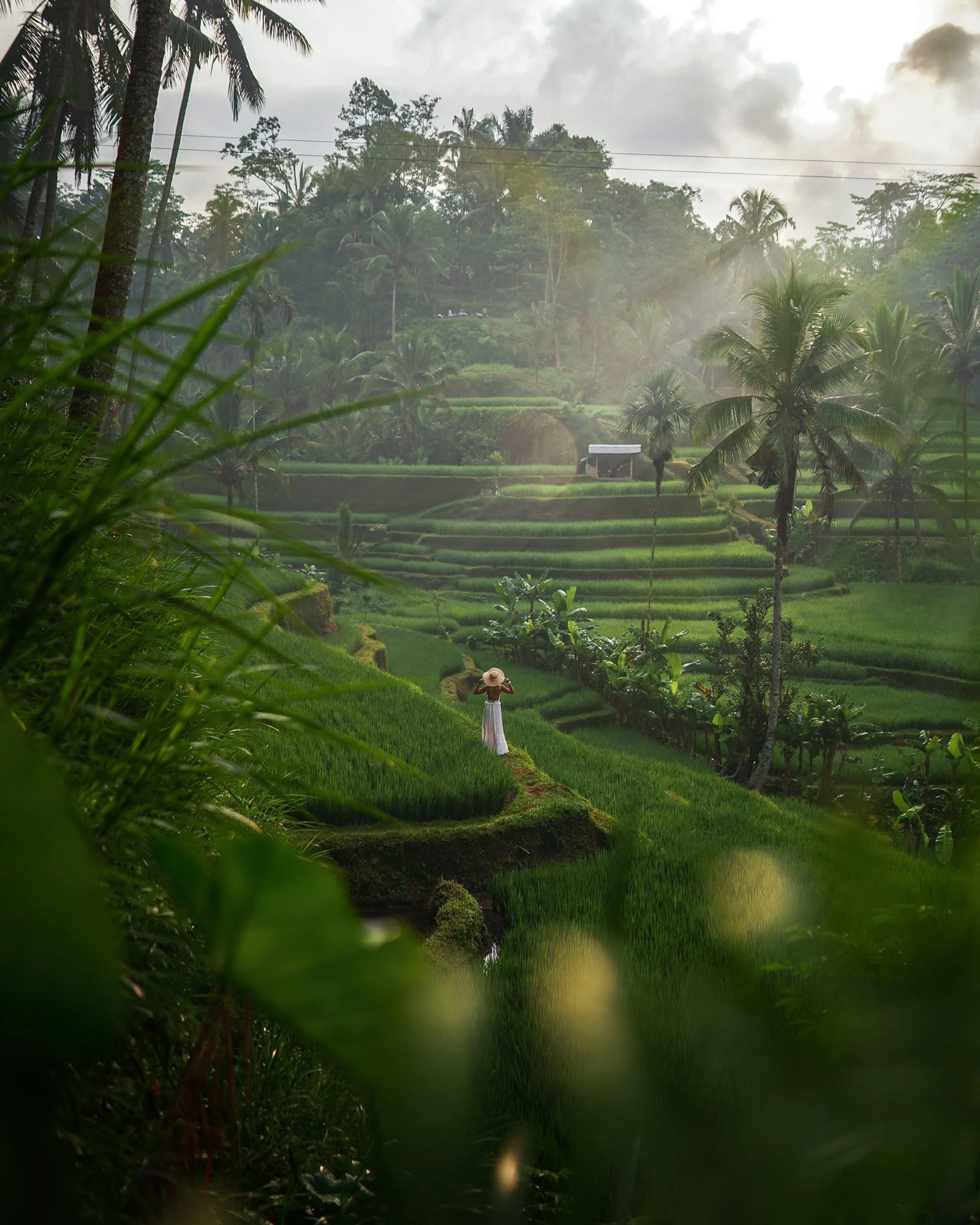 Aggie Ubud Rice Fields 4x5.jpg