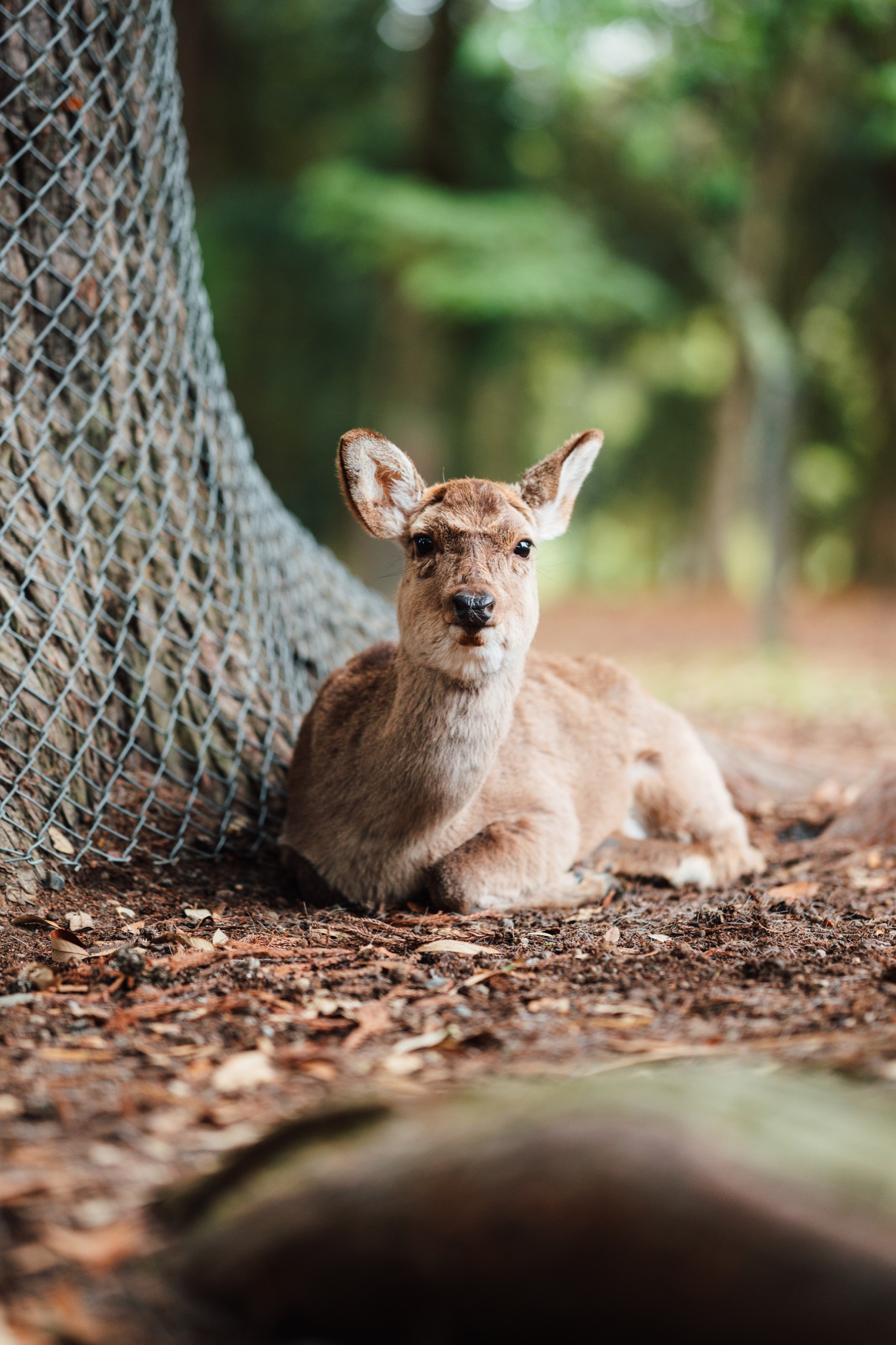 Nara, Japan photography by Spenser Sembrat