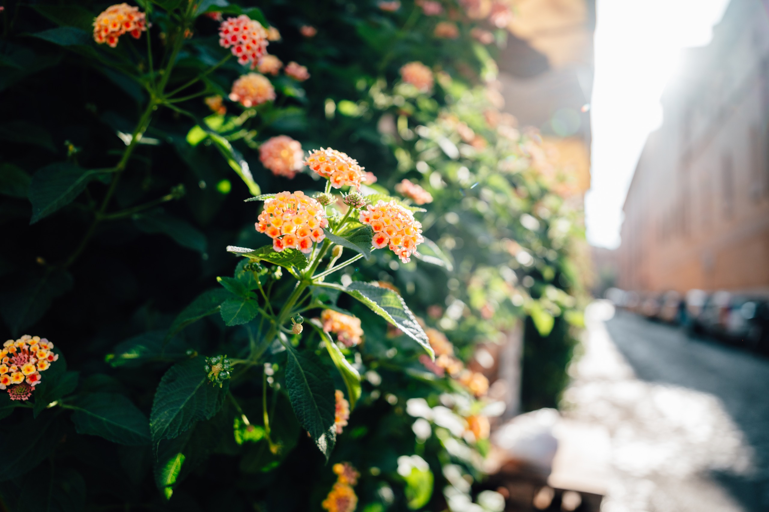 Italy photography by Spenser Sembrat